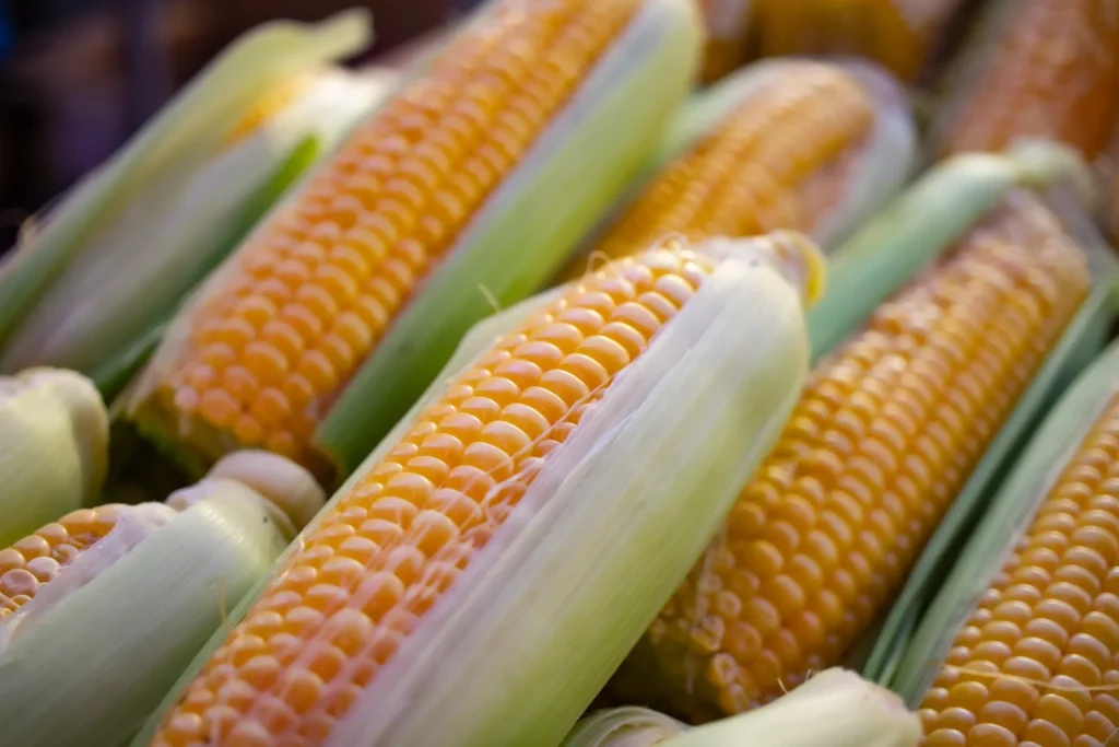 Die Herkunft und Geschichte von Mais